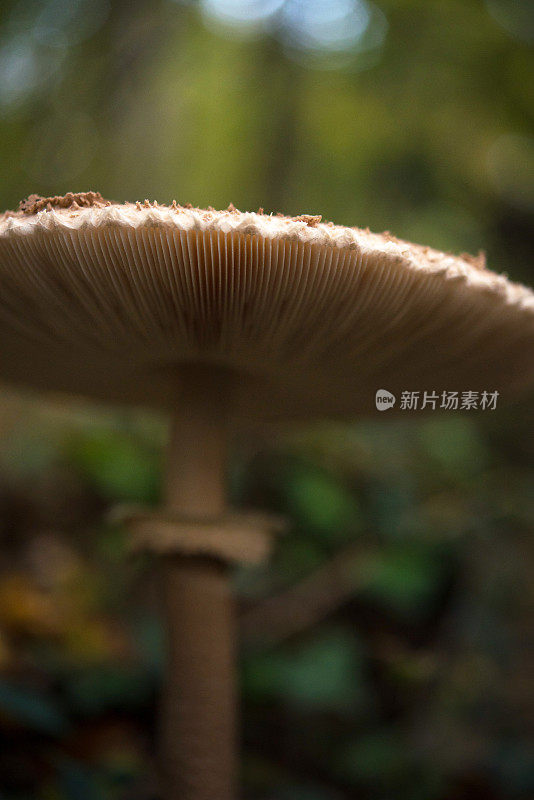 阳伞菇(Macrolepiota procera)